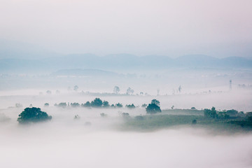 Landscape of tea plantation highlands with fog in morning - 171559574
