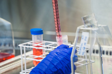 Laboratory work at the sterile bank with pipetts. Cell splitting work.