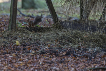 The Squirrel
