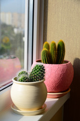 Two cactuses stand on windowsill