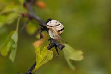 Macro photo of snail sitting on twig in summer morning