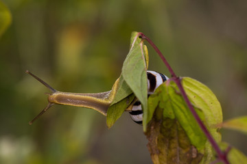 Macro photo of snail sitting on twig in summer morning