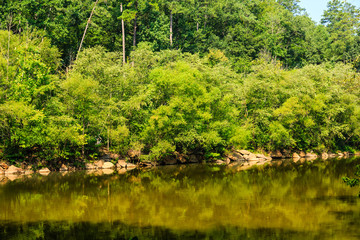 Green Trees by River in Summer