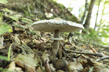 Macro photography of a mushroom in the Irati Forest in Navarra, Spain.
