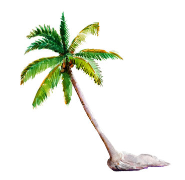 Watercolor illustration, hand drawn palm-tree isolated object on white background.