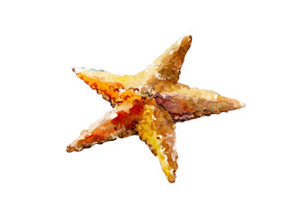 Watercolor illustration, hand drawn sea star isolated object on white background.