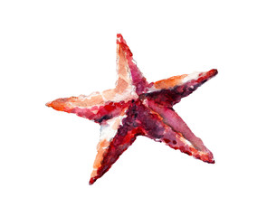 Watercolor illustration, hand drawn sea star isolated object on white background.