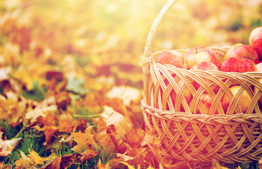 wicker basket of ripe red apples at autumn garden