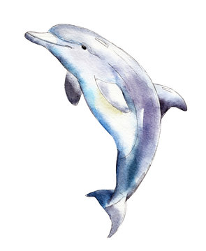Watercolor dolphin,  hand-drawn illustration isolated on white background.