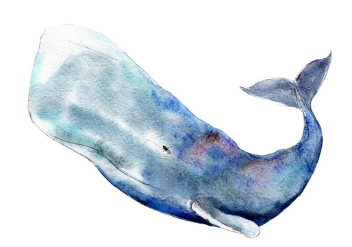 Watercolor sperm whale,  hand-drawn illustration isolated on white background.