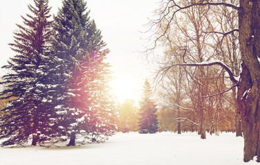 winter forest or park with fir trees and snow