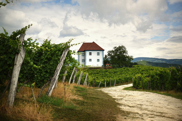 Fototapeta na wymiar House among the vineyards in summer. Slovenske Konjice, Slovenia