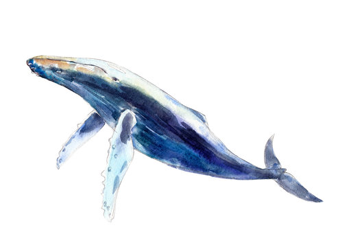 Watercolor whale, hand-drawn illustration isolated on white background.