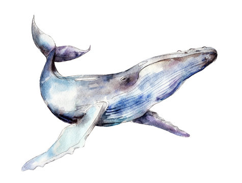 Watercolor whale, hand-drawn illustration isolated on white background.