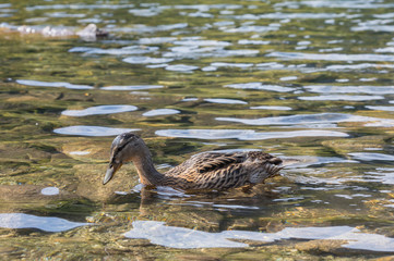 young duck swiming