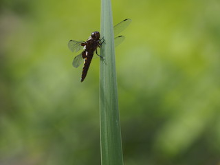 Libelle im Schilf