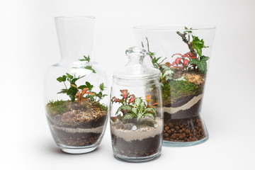 Bottle gardens (terrariums) in a different glass vases 
