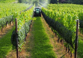 Green tractor among  the vineyards on the borders between Italy and Slovenia