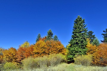 Fototapeta premium Trees in autumn at blue sky background. Cergov Mountains, Slovakia.