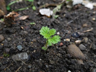 The beginning