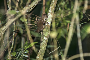 Caxinguelê (Guerlinguetus ingrami) | Brazilian squirrel  photographed in Vitoria, Espírito Santo - Southeast of Brazil. Atlantic Forest Biome.