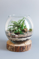 Fern terrarium in a round glass vase isolated on grey background