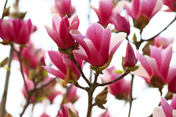 Magnolia flower