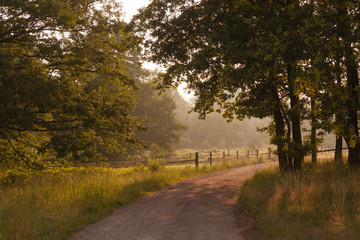 morgensonne auf dem feldweg