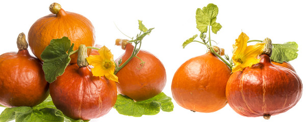 Pumkins hokaido isolated on the white backgroun