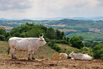 Herd of cows on the background of the hilly landscape in Tuscany Italy