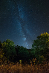 Fototapeta premium Starry night sky with Milky Way above trees
