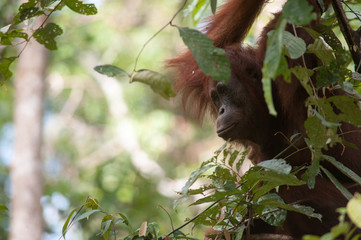 Orangutan