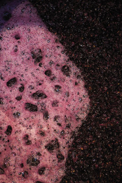 vendange vinification vin