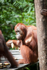 Orangutan