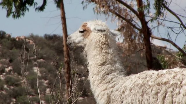 Close shot of head of llama in Arica-Parinacota Region, Chile