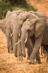Fototapeta na wymiar Elephants, Chobe River, Chobe National Park