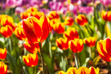 Beautiful tulips flower closeup in garden