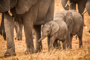 Elephants and babies, Chobe River, Chobe National Park