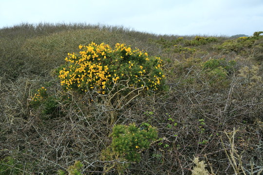 Stechginster (Ulex europaeus)