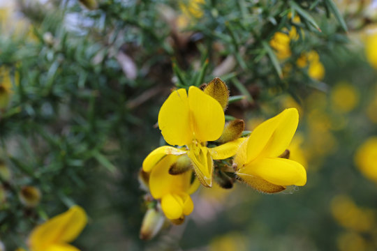 Stechginster (Ulex europaeus)
