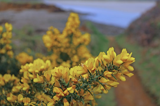 Stechginster (Ulex europaeus)