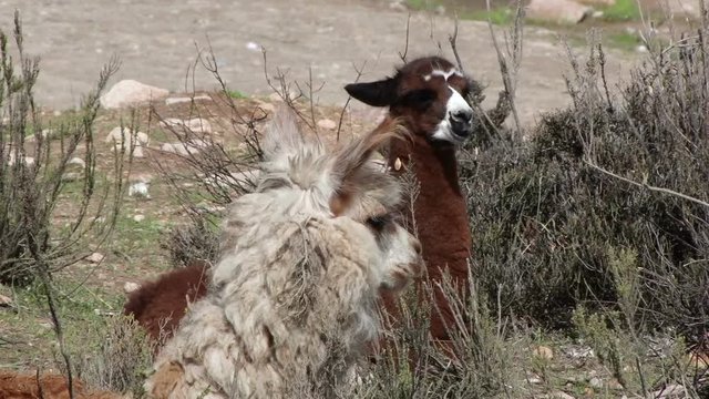 Close shot of heads of llamas in Arica-Parinacota Region, Chile