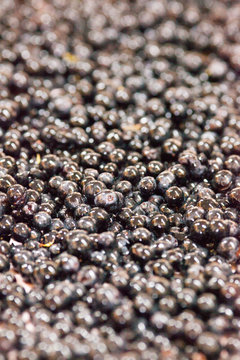 vendange vinification vin