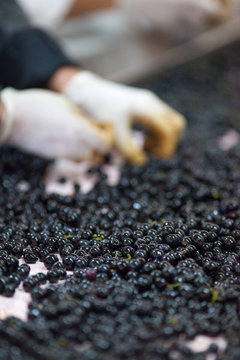 vendange vinification vin