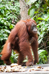 Orangutan