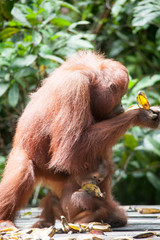 Fototapeta premium Orangutan and her baby