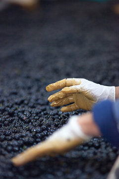 Vinification