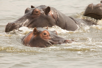 Hippopotomus in Chobe National Park