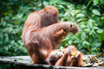 Orangutan and her baby