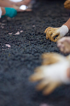 vendange vinification vin